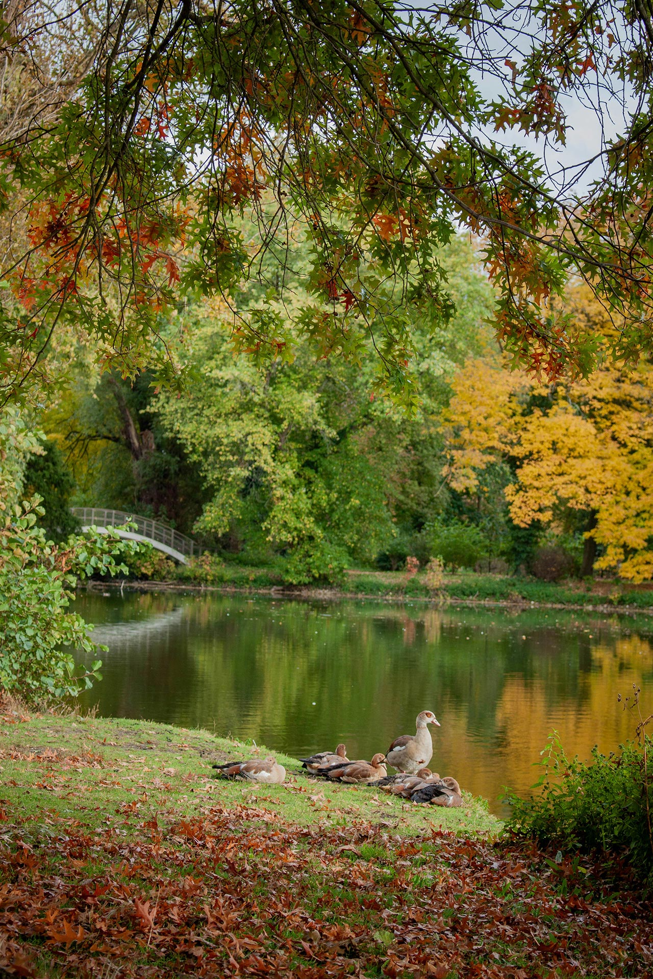 Botanic Sanctuary Antwerp Kamilla Isalieva Xcmykl3qsik Unsplash