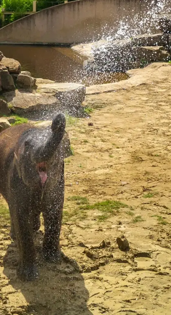 Antwerp Zoo Experience With Botanic Sanctuary Antwerp Min