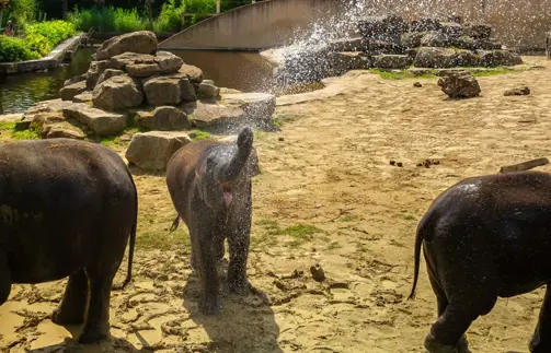 Antwerp Zoo Experience With Botanic Sanctuary Antwerp Min
